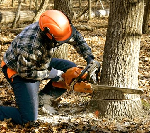 Tree Removal in Nichols, WI